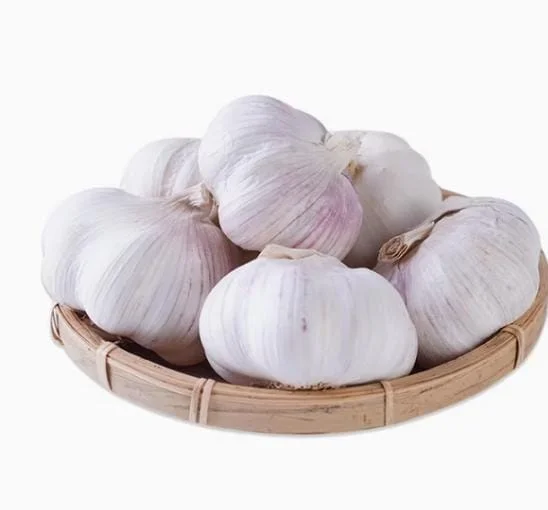 8 Polish Hardneck Garlic Bulbs for Planting & Gardening – White Garlic Tubers 8 Polish Hardneck Garlic Bulbs for Planting & Gardening – White Garlic Tubers - Image 2