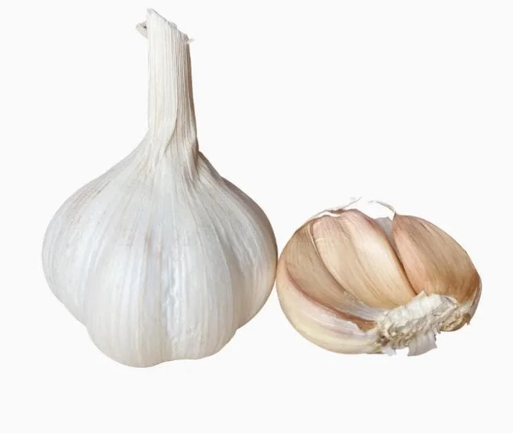 8 Polish Hardneck Garlic Bulbs for Planting & Gardening – White Garlic Tubers 8 Polish Hardneck Garlic Bulbs for Planting & Gardening – White Garlic Tubers - Image 3