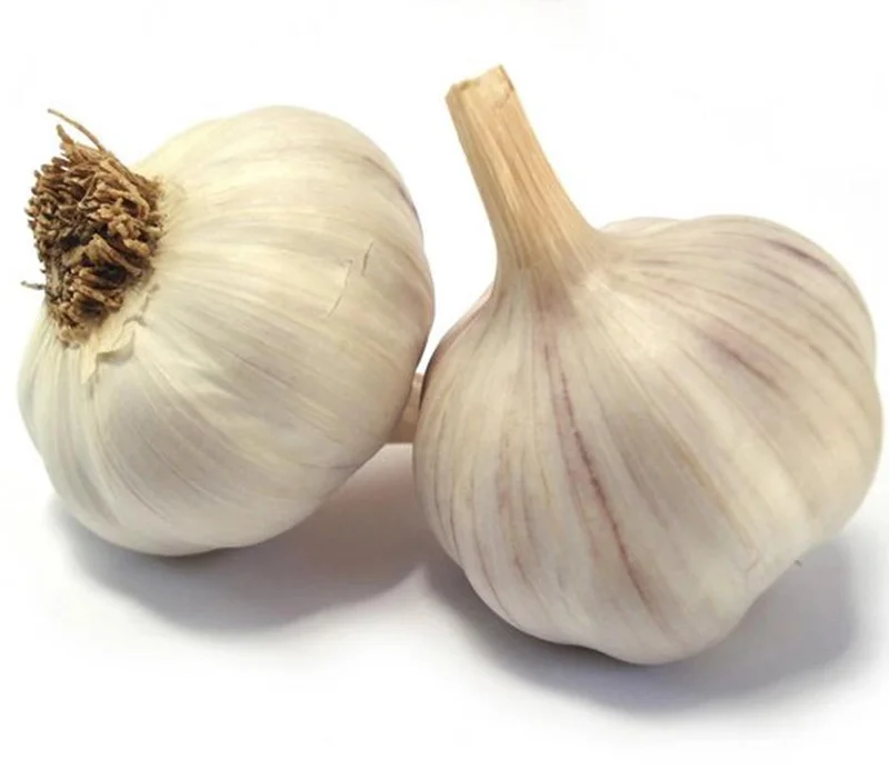 8 Polish Hardneck Garlic Bulbs for Planting & Gardening – White Garlic Tubers 8 Polish Hardneck Garlic Bulbs for Planting & Gardening – White Garlic Tubers - Image 4