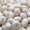 8 Polish Hardneck Garlic Bulbs for Planting & Gardening – White Garlic Tubers 8 Polish Hardneck Garlic Bulbs for Planting & Gardening – White Garlic Tubers - Image 1
