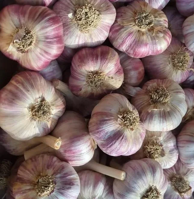 8 Purple Stripe Italian Garlic Bulbs for Planting – Hardneck Garlic Tubers 8 Purple Stripe Italian Garlic Bulbs for Planting – Hardneck Garlic Tubers - Image 2