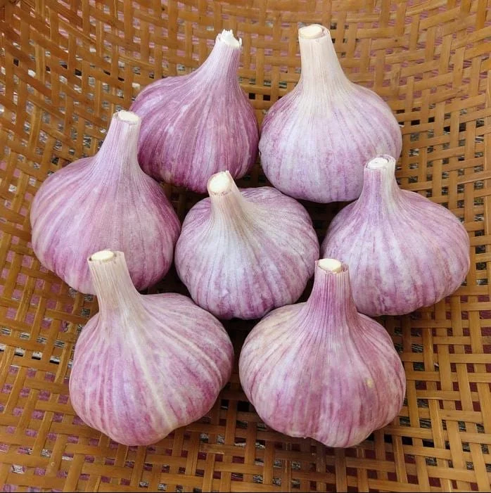 8 Purple Stripe Italian Garlic Bulbs for Planting – Hardneck Garlic Tubers 8 Purple Stripe Italian Garlic Bulbs for Planting – Hardneck Garlic Tubers - Image 5