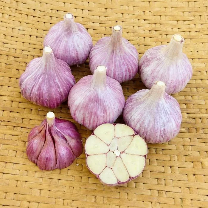 8 Purple Stripe Italian Hardneck Garlic Bulbs for Planting – Outdoor Gardening 8 Purple Stripe Italian Hardneck Garlic Bulbs for Planting – Outdoor Gardening - Image 6