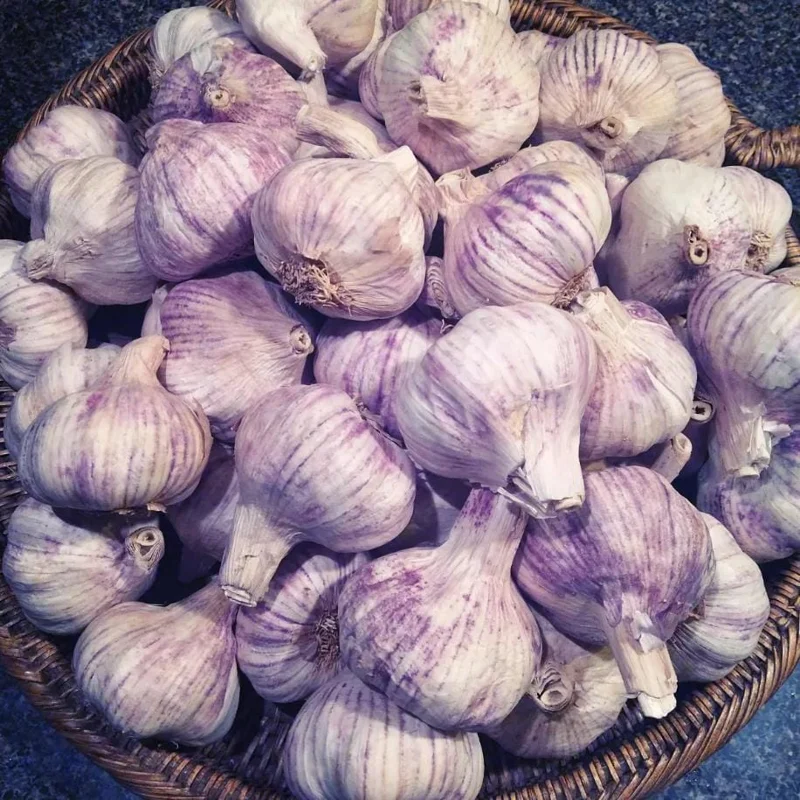 8 Purple Stripe Italian Hardneck Garlic Bulbs for Planting – Outdoor Gardening 8 Purple Stripe Italian Hardneck Garlic Bulbs for Planting – Outdoor Gardening - Image 1