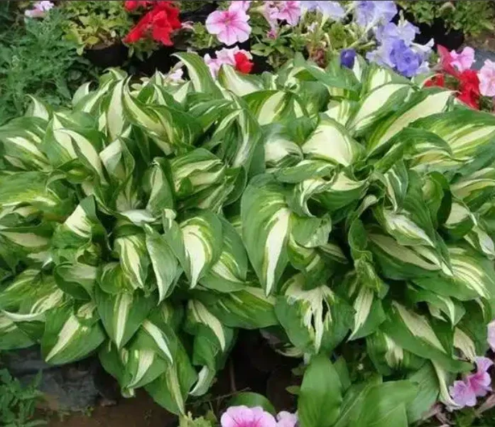 800 Hosta Seeds – Perennial Plant for Home Garden & Balcony, Blue Foliage 800 Hosta Seeds – Perennial Plant for Home Garden & Balcony, Blue Foliage - Image 2