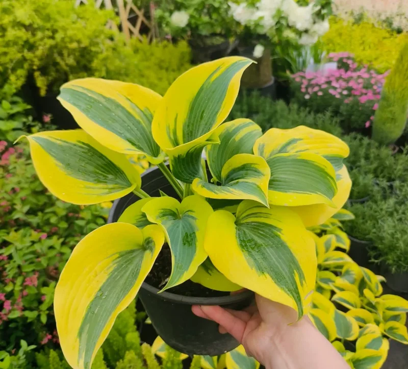 800 Hosta Seeds – Perennial Plant for Home Garden & Balcony, Blue Foliage 800 Hosta Seeds – Perennial Plant for Home Garden & Balcony, Blue Foliage - Image 3