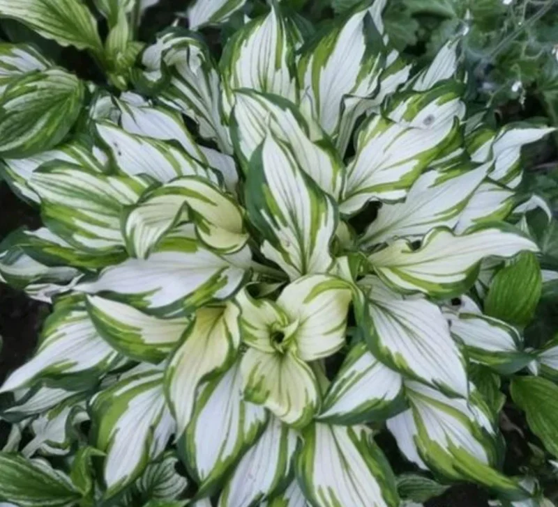 800 Hosta Seeds – Perennial Plant for Home Garden & Balcony, Blue Foliage 800 Hosta Seeds – Perennial Plant for Home Garden & Balcony, Blue Foliage - Image 4