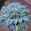 800 Hosta Seeds – Perennial Plant for Home Garden & Balcony, Blue Foliage 800 Hosta Seeds – Perennial Plant for Home Garden & Balcony, Blue Foliage - Image 1