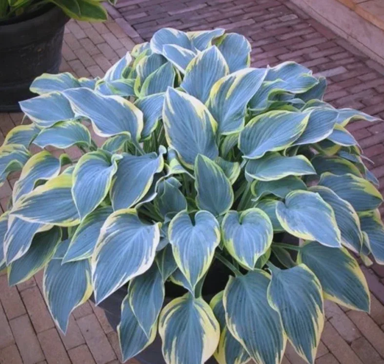 800 Hosta Seeds – Perennial Plant for Home Garden & Balcony, Blue Foliage 800 Hosta Seeds – Perennial Plant for Home Garden & Balcony, Blue Foliage - Image 1