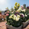 800pcs Eustoma Seeds - Multicolored Flowering Perennial Plant Seeds for Outdoor Garden & Balcony Decor, Easy Grow - Image 1