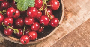 Growing red red currants bush