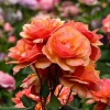 About Face Rose Live Plant - Grandiflora Rose Bush, 4-6 inch Tall, Fragrant, Outdoor - Image 1