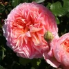 Abraham Darby Rose Plant Live Bush - 4-6 Inch Tall, Fragrant Blooms - Image 1