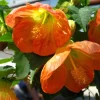 Abutilon Lucky Lantern Tangerine Live Plant – 3-6 Inch Tall Flowering Maple for Patio Pots - Image 1