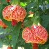 Abutilon Orange Tiger Live Plant - Flowering Shrub, 4-6 Inch Tall - Image 1