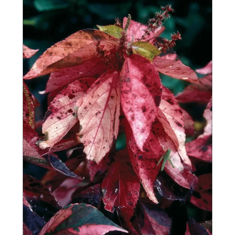 Acalypha Chenille Copper Live Plant – 4 Pack – 4-8 Inch Tall – Outdoor/Indoor Acalypha Chenille Copper Live Plant – 4 Pack – 4-8 Inch Tall – Outdoor/Indoor - Image 4