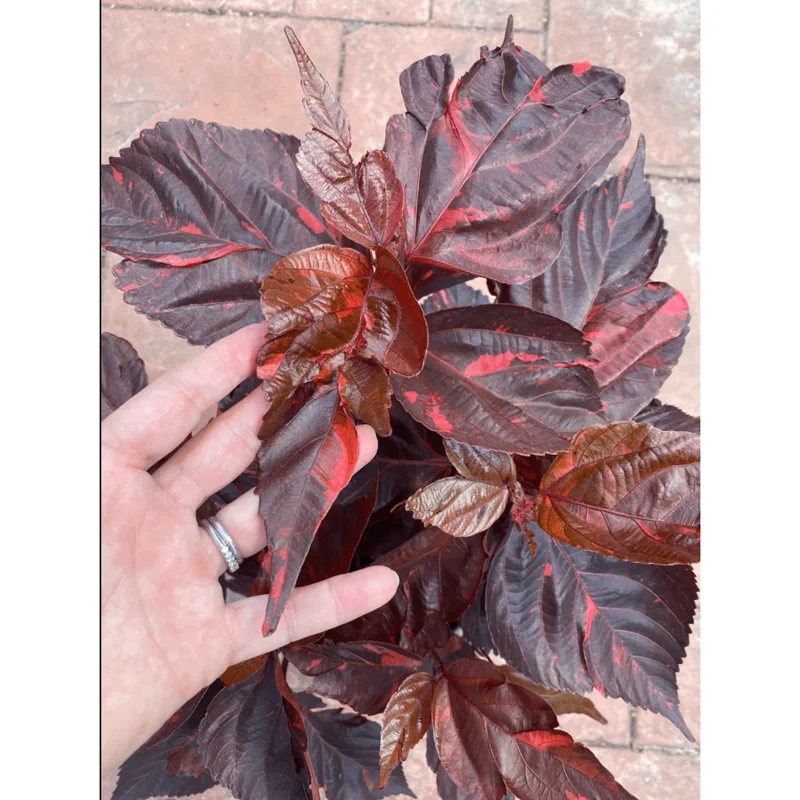 Acalypha Chenille Copper Live Plant – 4 Pack – 4-8 Inch Tall – Outdoor/Indoor Acalypha Chenille Copper Live Plant – 4 Pack – 4-8 Inch Tall – Outdoor/Indoor - Image 5