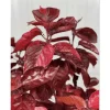 Acalypha Chenille Copper Live Plant – 4 Pack – 4-8 Inch Tall – Outdoor/Indoor - Image 1