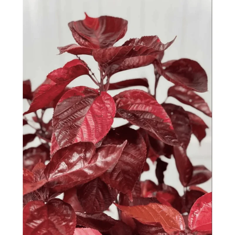 Acalypha Chenille Copper Live Plant – 4 Pack – 4-8 Inch Tall – Outdoor/Indoor Acalypha Chenille Copper Live Plant – 4 Pack – 4-8 Inch Tall – Outdoor/Indoor - Image 1