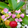 Acerola Barbados Cherry Live Plant - 4-7 inch Tropical Fruit Tree Seedling for Outdoor Growing - Image 1