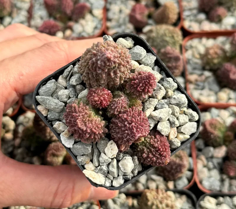 Adromischus Aarianiae Herri Live Succulent Plant 2 Inch Pot Indoor Adromischus Aarianiae Herri Live Succulent Plant 2 Inch Pot Indoor - Image 2