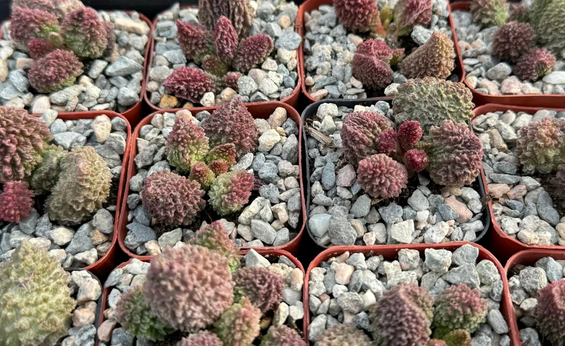 Adromischus Aarianiae Herri Live Succulent Plant 2 Inch Pot Indoor Adromischus Aarianiae Herri Live Succulent Plant 2 Inch Pot Indoor - Image 3