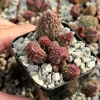Adromischus Aarianiae Herri Live Succulent Plant 2 Inch Pot Indoor Adromischus Aarianiae Herri Live Succulent Plant 2 Inch Pot Indoor - Image 1