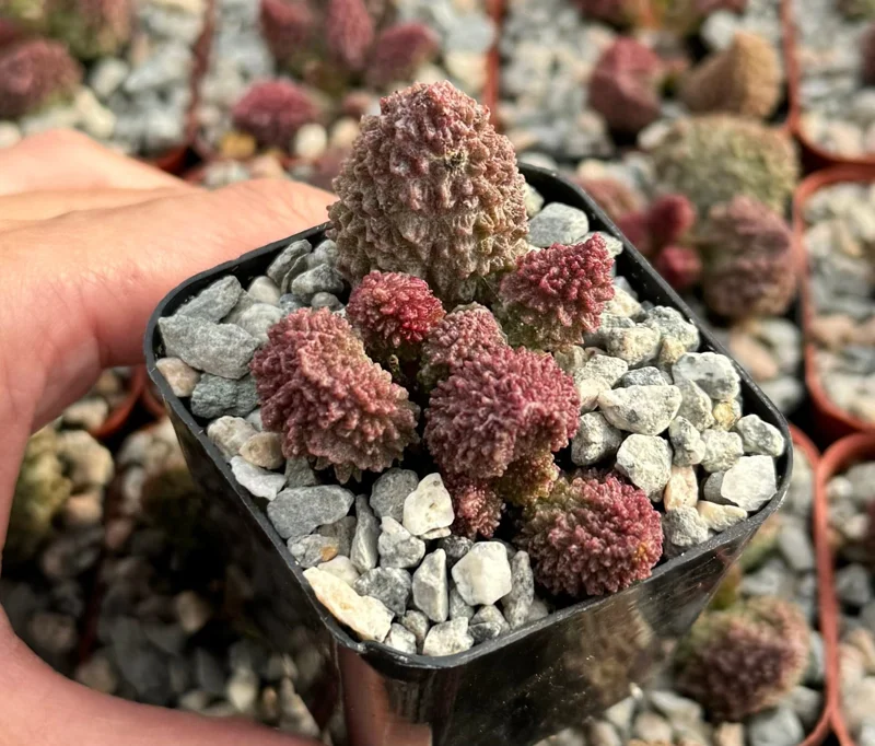 Adromischus Aarianiae Herri Live Succulent Plant 2 Inch Pot Indoor Adromischus Aarianiae Herri Live Succulent Plant 2 Inch Pot Indoor - Image 1