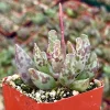 Adromischus Cooperi Live Plant, Plover Eggs Succulent, 3-4 inch Pot, Indoor - Image 1