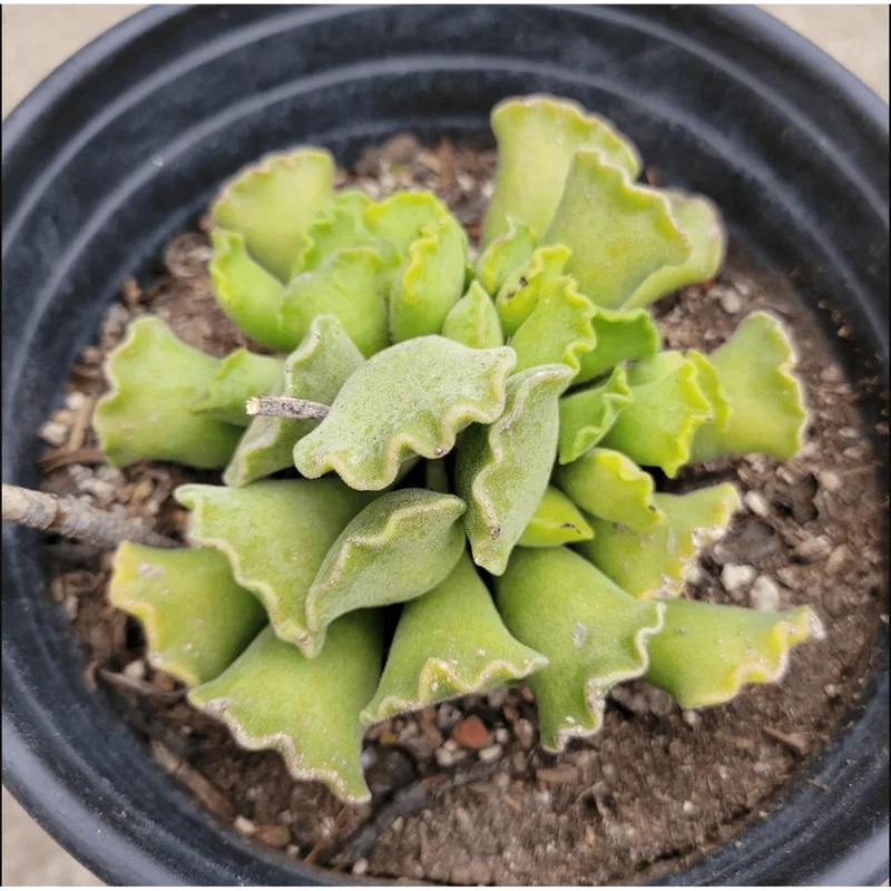 Adromischus Cristatus Crinkle Leaf Live Succulent Plant - 2 Inch Pot Adromischus Cristatus Crinkle Leaf Live Succulent Plant - 2 Inch Pot - Image 2