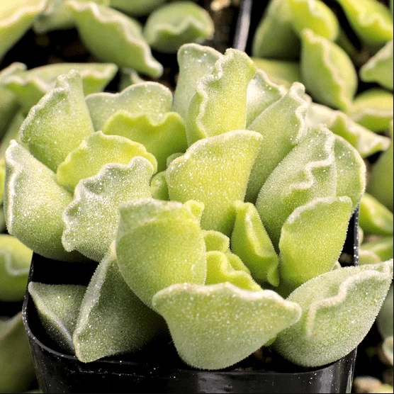Adromischus Cristatus Crinkle Leaf Live Succulent Plant - 2 Inch Pot Adromischus Cristatus Crinkle Leaf Live Succulent Plant - 2 Inch Pot - Image 3