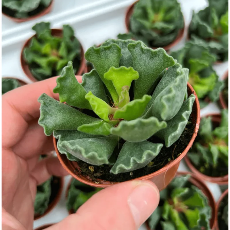 Adromischus Cristatus Crinkle Leaf Live Succulent Plant - 2 Inch Pot Adromischus Cristatus Crinkle Leaf Live Succulent Plant - 2 Inch Pot - Image 4