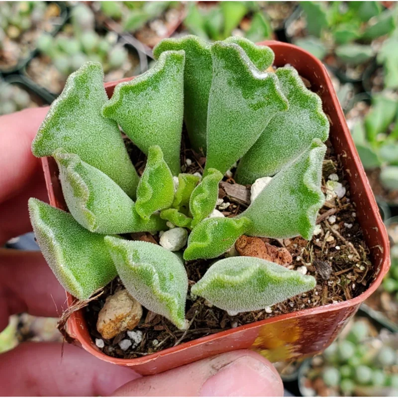 Adromischus Cristatus Crinkle Leaf Live Succulent Plant - 2 Inch Pot Adromischus Cristatus Crinkle Leaf Live Succulent Plant - 2 Inch Pot - Image 5