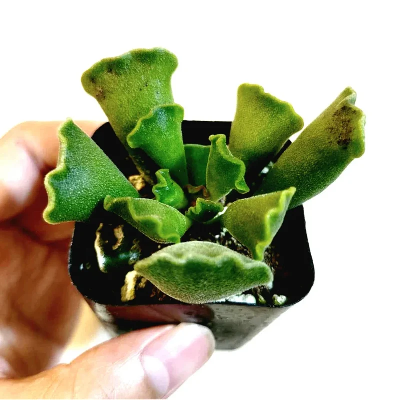 Adromischus Cristatus Crinkle Leaf Live Succulent Plant - 2 Inch Pot Adromischus Cristatus Crinkle Leaf Live Succulent Plant - 2 Inch Pot - Image 1