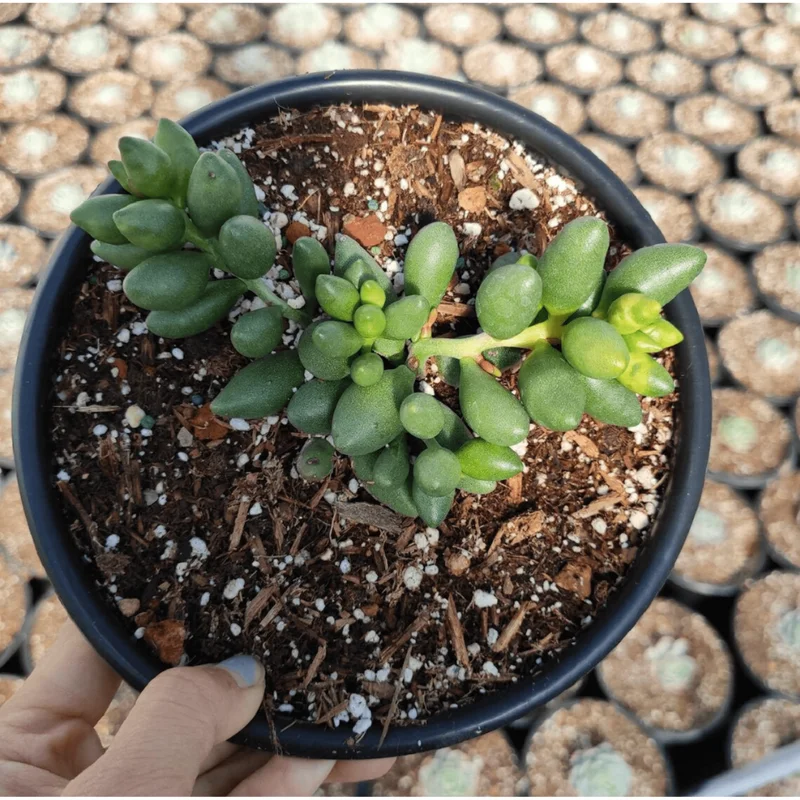 Adromischus Oviforme Succulent Live Plant – 2 Inch Pot – Indoor/Outdoor Decor Adromischus Oviforme Succulent Live Plant – 2 Inch Pot – Indoor/Outdoor Decor - Image 2