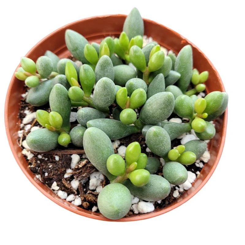 Adromischus Oviforme Succulent Live Plant – 2 Inch Pot – Indoor/Outdoor Decor Adromischus Oviforme Succulent Live Plant – 2 Inch Pot – Indoor/Outdoor Decor - Image 3