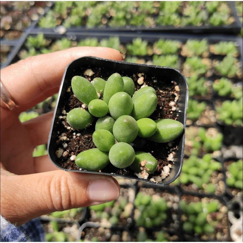 Adromischus Oviforme Succulent Live Plant – 2 Inch Pot – Indoor/Outdoor Decor Adromischus Oviforme Succulent Live Plant – 2 Inch Pot – Indoor/Outdoor Decor - Image 5