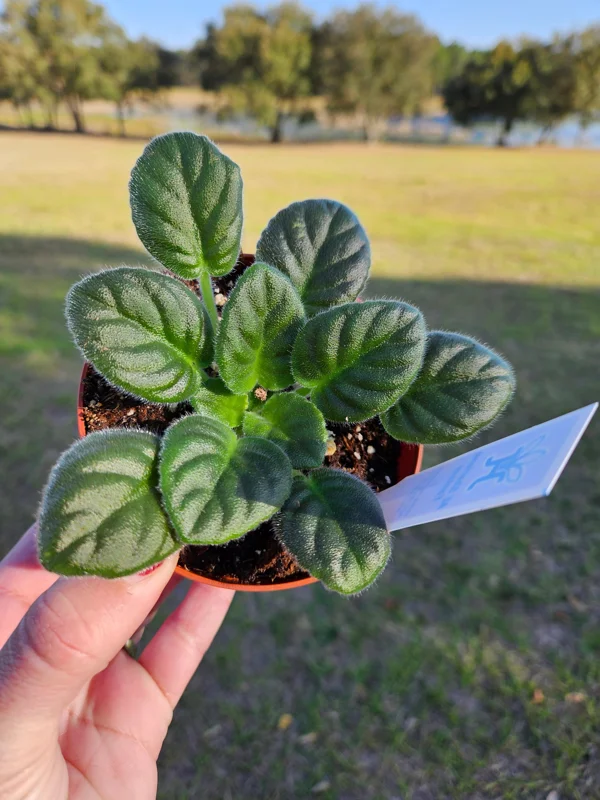 AE Sharlene Fantasy African Violet Live Plant - 4 Inch Pot, Indoor Houseplant - Image 2