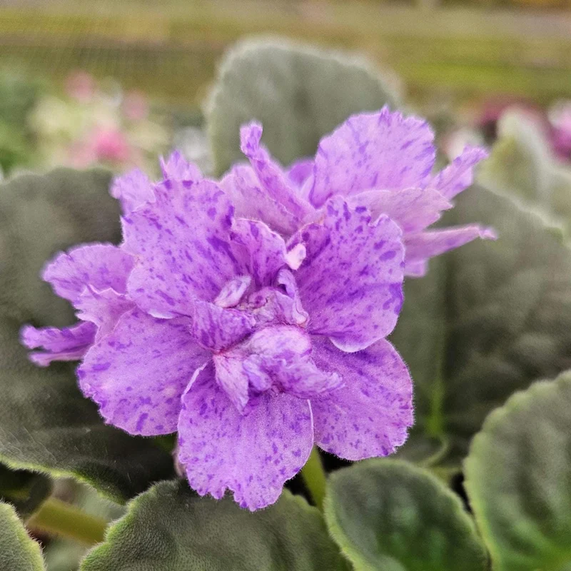 AE Sharlene Fantasy African Violet Live Plant - 4 Inch Pot, Indoor Houseplant - Image 1