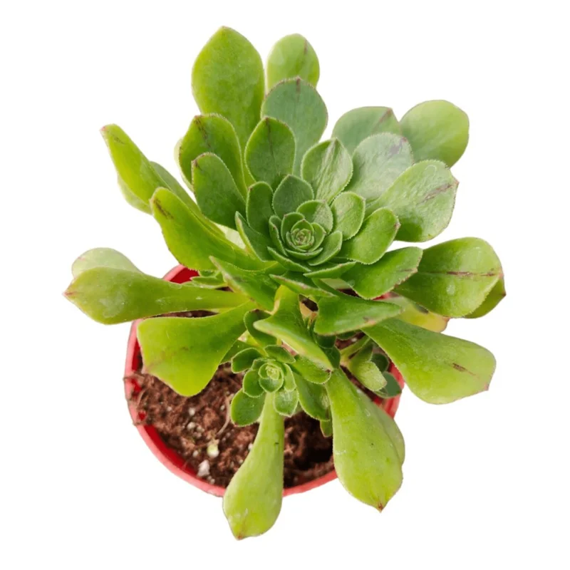 Aeonium Arboreum Succulent Live Plant - 2 Inch Pot - Indoor Outdoor Decor Aeonium Arboreum Succulent Live Plant - 2 Inch Pot - Indoor Outdoor Decor - Image 2