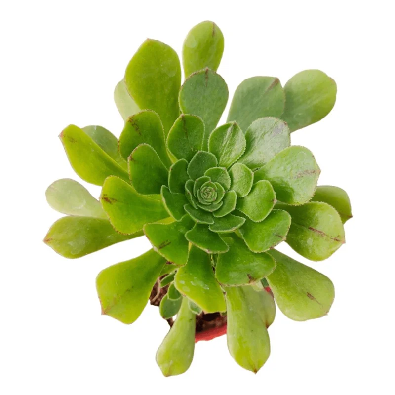 Aeonium Arboreum Succulent Live Plant - 2 Inch Pot - Indoor Outdoor Decor Aeonium Arboreum Succulent Live Plant - 2 Inch Pot - Indoor Outdoor Decor - Image 3
