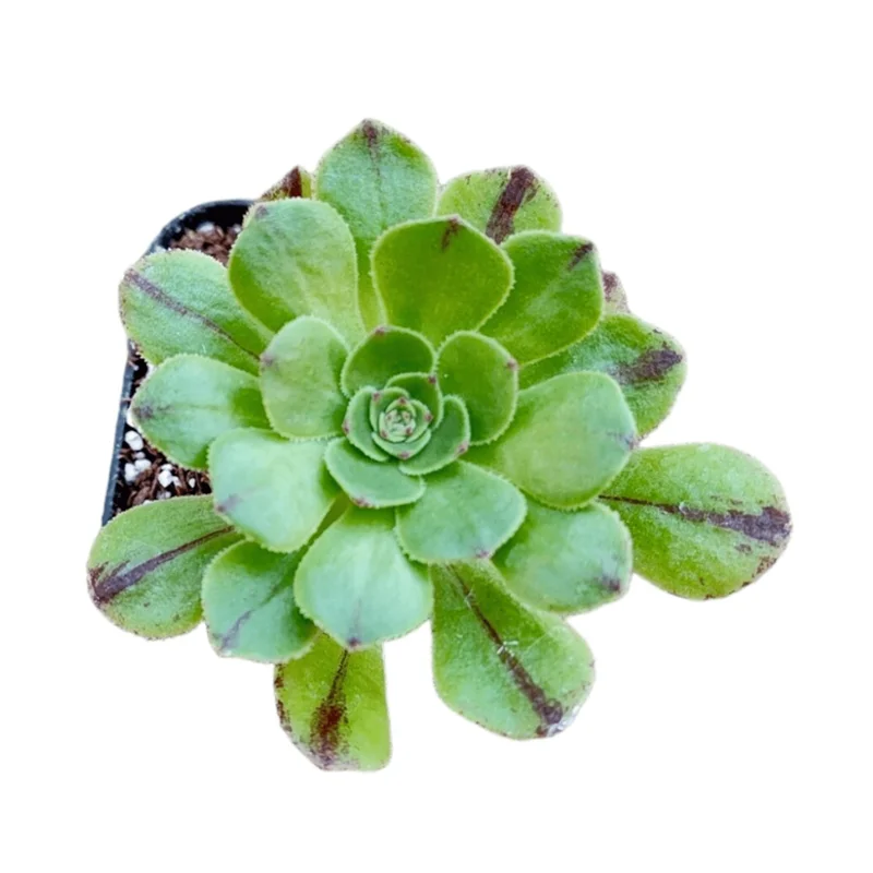 Aeonium Arboreum Succulent Live Plant - 2 Inch Pot - Indoor Outdoor Decor Aeonium Arboreum Succulent Live Plant - 2 Inch Pot - Indoor Outdoor Decor - Image 4