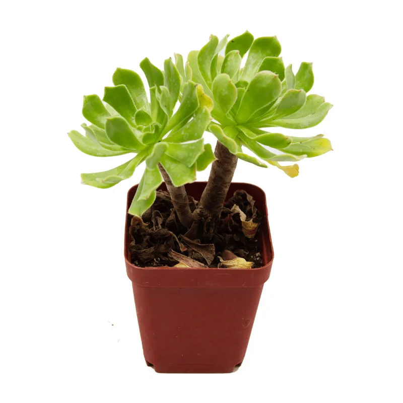Aeonium Arboreum Succulent Live Plant - 2 Inch Pot - Indoor Outdoor Decor Aeonium Arboreum Succulent Live Plant - 2 Inch Pot - Indoor Outdoor Decor - Image 5