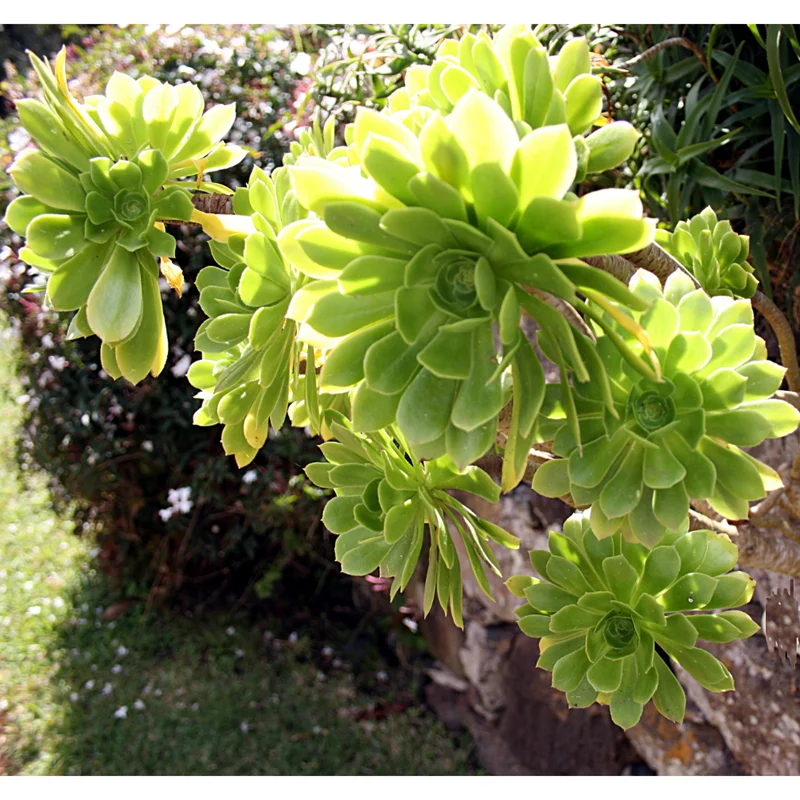 Aeonium Arboreum Succulent Live Plant - 2 Inch Pot - Indoor Outdoor Decor Aeonium Arboreum Succulent Live Plant - 2 Inch Pot - Indoor Outdoor Decor - Image 6