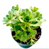 Aeonium Arboreum Succulent Live Plant - 2 Inch Pot - Indoor Outdoor Decor - Image 1