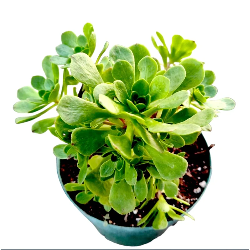 Aeonium Arboreum Succulent Live Plant - 2 Inch Pot - Indoor Outdoor Decor Aeonium Arboreum Succulent Live Plant - 2 Inch Pot - Indoor Outdoor Decor - Image 1