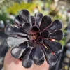 Aeonium Black Rose | Aeonium arboreum zwartkop | 2in pot - Image 1