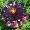 Aeonium Black Rose Live Succulent Plant - 2 inch Pot, Indoor/Outdoor Aeonium Black Rose Live Succulent Plant - 2 inch Pot, Indoor/Outdoor - Image 1