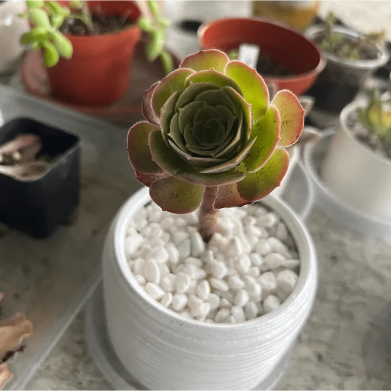 Aeonium Blushing Beauty Succulent Live Plant – 2 Inch Potted Succulent – Indoor/Outdoor Aeonium Blushing Beauty Succulent Live Plant – 2 Inch Potted Succulent – Indoor/Outdoor - Image 2