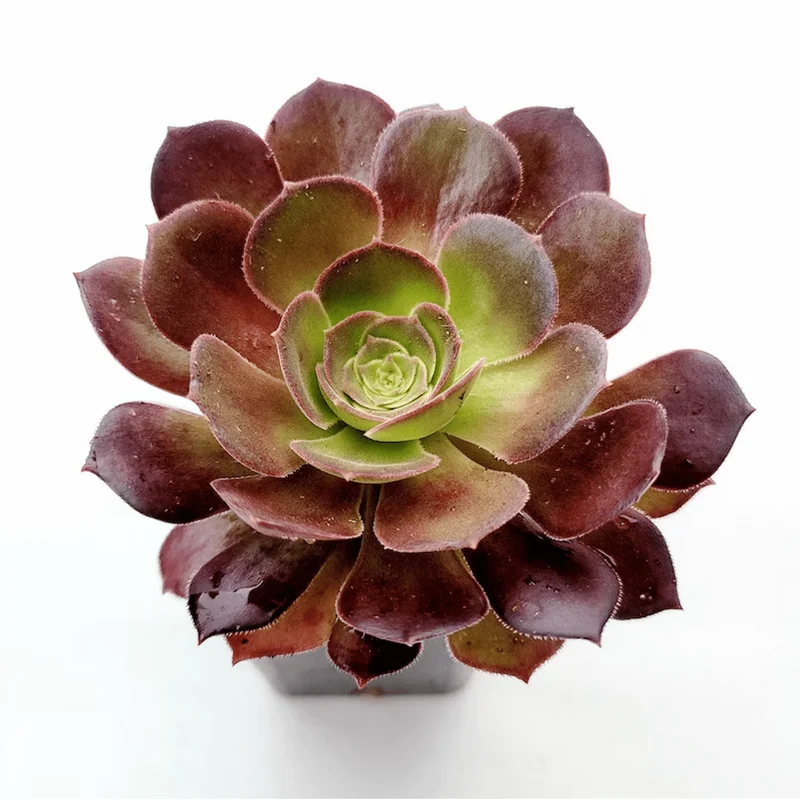 Aeonium Blushing Beauty Succulent Live Plant – 2 Inch Potted Succulent – Indoor/Outdoor Aeonium Blushing Beauty Succulent Live Plant – 2 Inch Potted Succulent – Indoor/Outdoor - Image 3